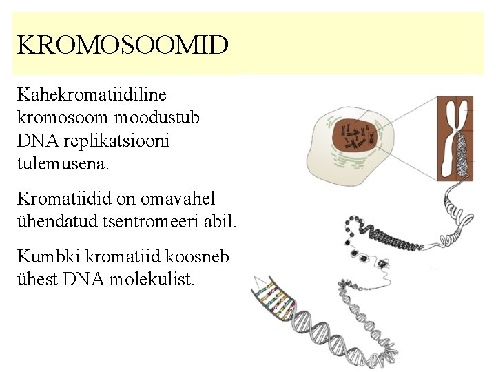 KROMOSOOMID Kahekromatiidiline kromosoom moodustub DNA replikatsiooni tulemusena. Kromatiidid on omavahel ühendatud tsentromeeri abil. Kumbki