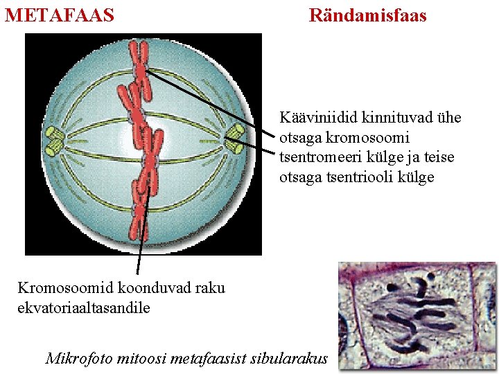 METAFAAS Rändamisfaas Kääviniidid kinnituvad ühe otsaga kromosoomi tsentromeeri külge ja teise otsaga tsentriooli külge