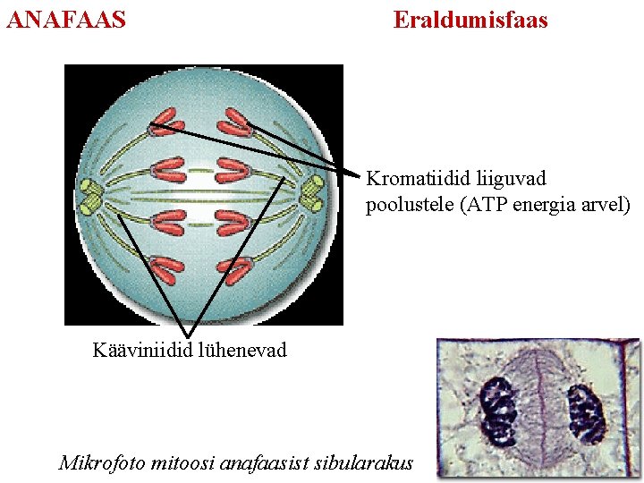 ANAFAAS Eraldumisfaas Kromatiidid liiguvad poolustele (ATP energia arvel) Kääviniidid lühenevad Mikrofoto mitoosi anafaasist sibularakus