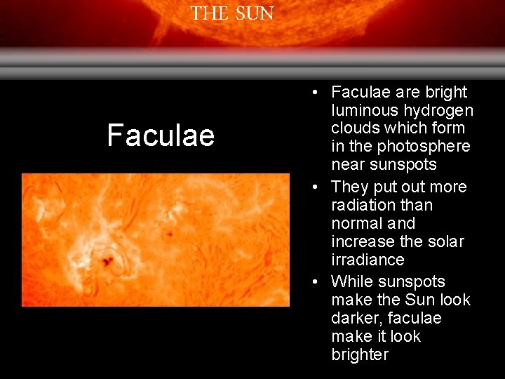 THE SUN Faculae • Faculae are bright luminous hydrogen clouds which form in the