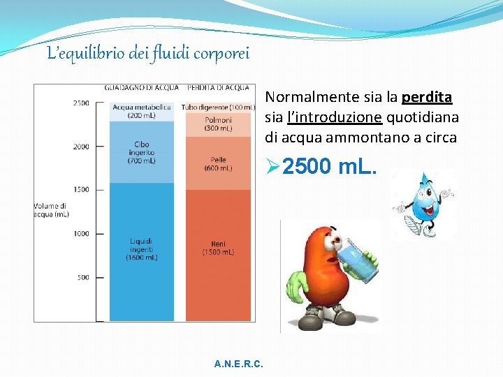 L’equilibrio dei fluidi corporei Normalmente sia la perdita sia l’introduzione quotidiana di acqua ammontano