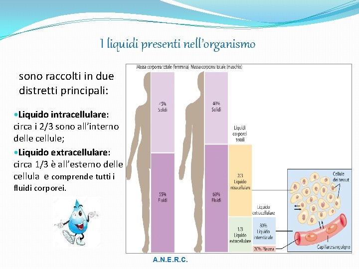 I liquidi presenti nell’organismo sono raccolti in due distretti principali: • Liquido intracellulare: circa