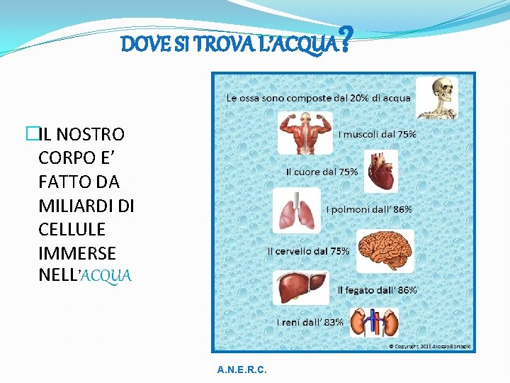 DOVE SI TROVA L’ACQUA �IL NOSTRO CORPO E’ FATTO DA MILIARDI DI CELLULE IMMERSE