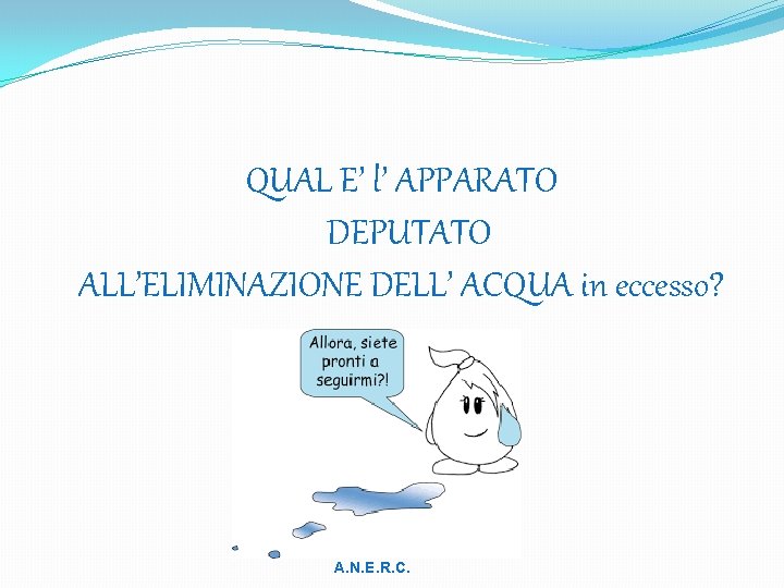 QUAL E’ l’ APPARATO DEPUTATO ALL’ELIMINAZIONE DELL’ ACQUA in eccesso? A. N. E. R.