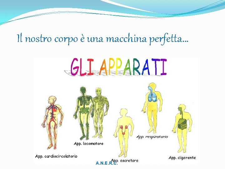 Il nostro corpo è una macchina perfetta… A. N. E. R. C. 