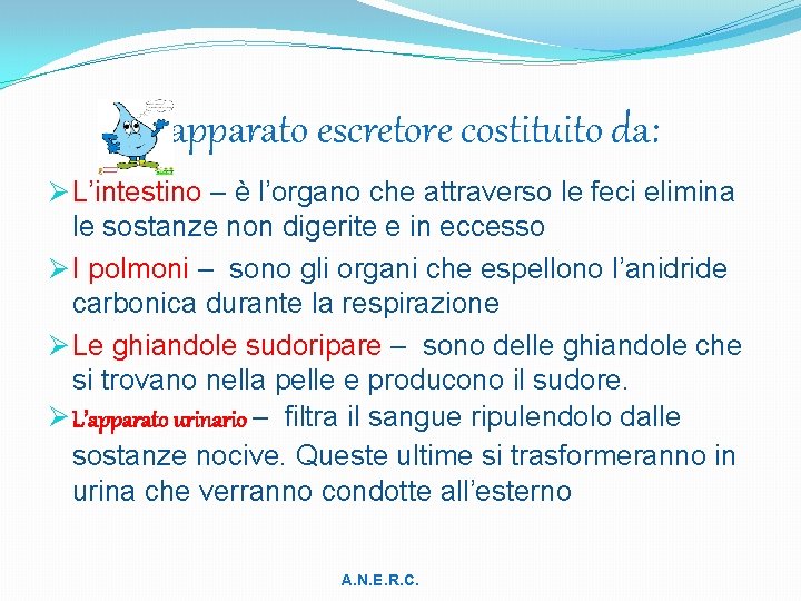 L’apparato escretore costituito da: Ø L’intestino – è l’organo che attraverso le feci elimina