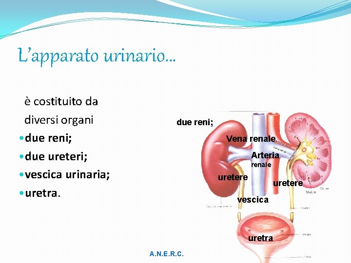 L’apparato urinario… è costituito da diversi organi • due reni; • due ureteri; •