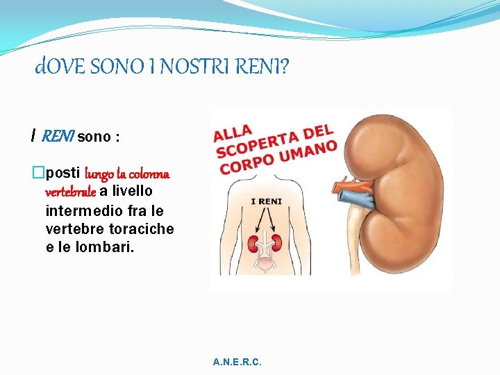 d. OVE SONO I NOSTRI RENI? I RENI sono : �posti lungo la colonna