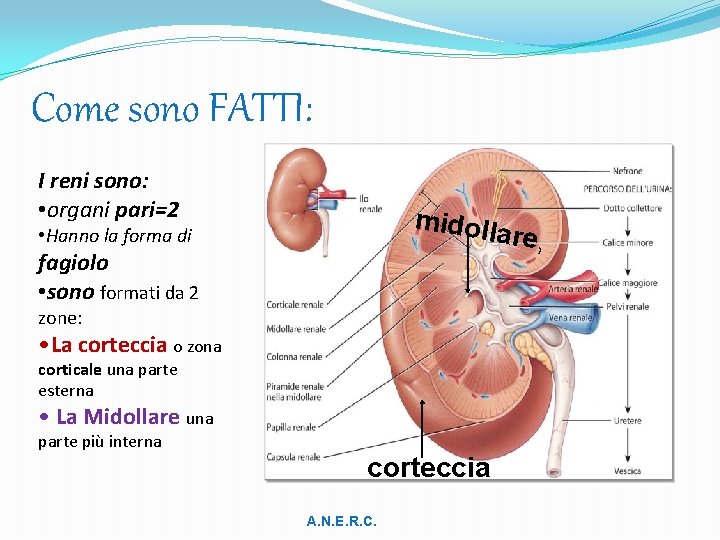 Come sono FATTI: I reni sono: • organi pari=2 midoll • Hanno la forma
