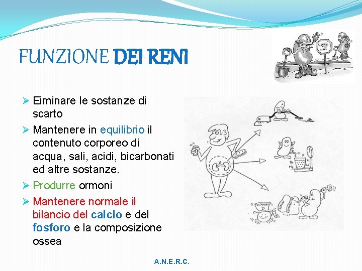 FUNZIONE DEI RENI Ø Eiminare le sostanze di scarto Ø Mantenere in equilibrio il