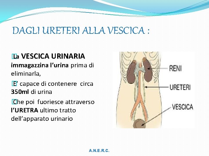 DAGLI URETERI ALLA VESCICA : � La VESCICA URINARIA immagazzina l’urina prima di eliminarla,