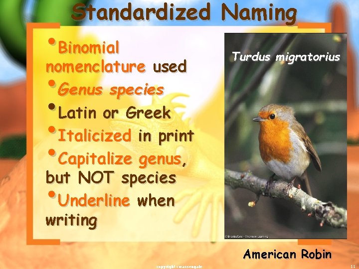 Standardized Naming • Binomial nomenclature used • Genus species • Latin or Greek •