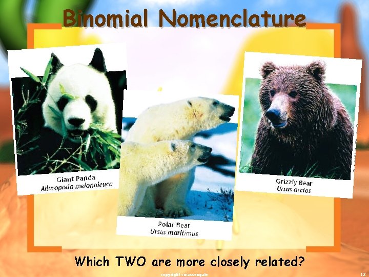 Binomial Nomenclature Which TWO are more closely related? copyright cmassengale 12 