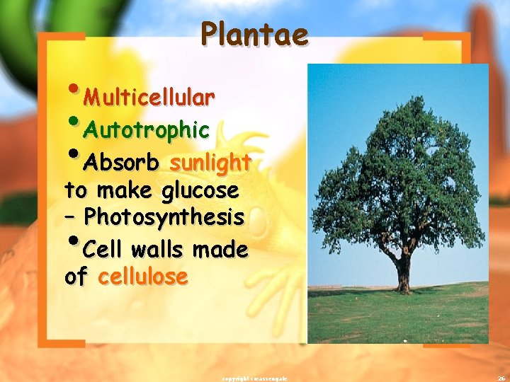Plantae • Multicellular • Autotrophic • Absorb sunlight to make glucose – Photosynthesis Cell