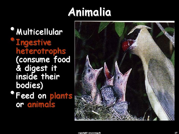  • Multicellular • Ingestive heterotrophs Animalia heterotrophs (consume food & digest it inside