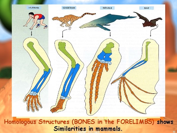 Homologous Structures (BONES in the FORELIMBS) shows Similarities in mammals. copyright cmassengale 32 