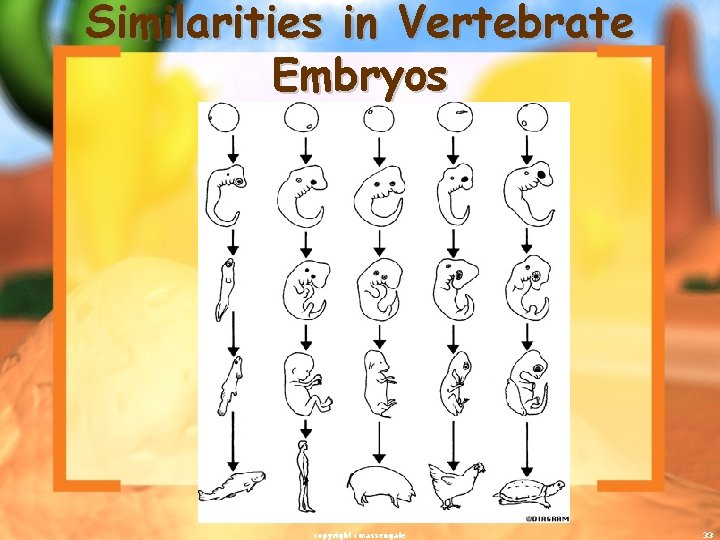 Similarities in Vertebrate Embryos copyright cmassengale 33 
