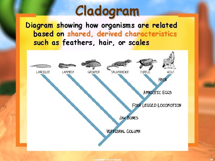Cladogram Diagram showing how organisms are related based on shared, derived characteristics such as