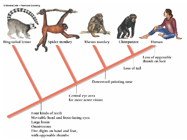 Primate Cladogram copyright cmassengale 35 