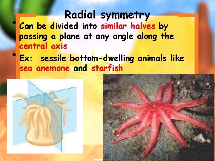 Radial symmetry • Can be divided into similar halves by • passing a plane