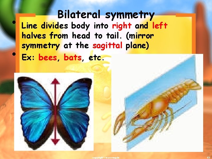 Bilateral symmetry • Line divides body into right and left • halves from head