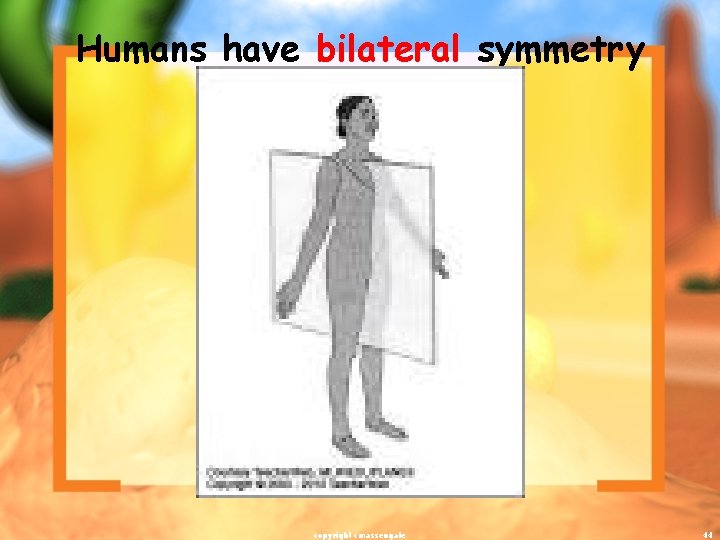 Humans have bilateral symmetry copyright cmassengale 44 