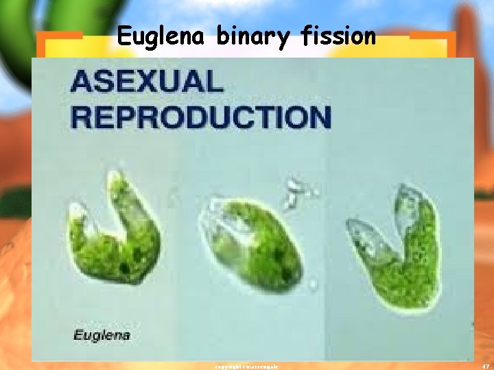 Euglena binary fission copyright cmassengale 47 