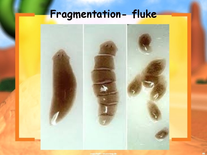 Fragmentation- fluke copyright cmassengale 48 