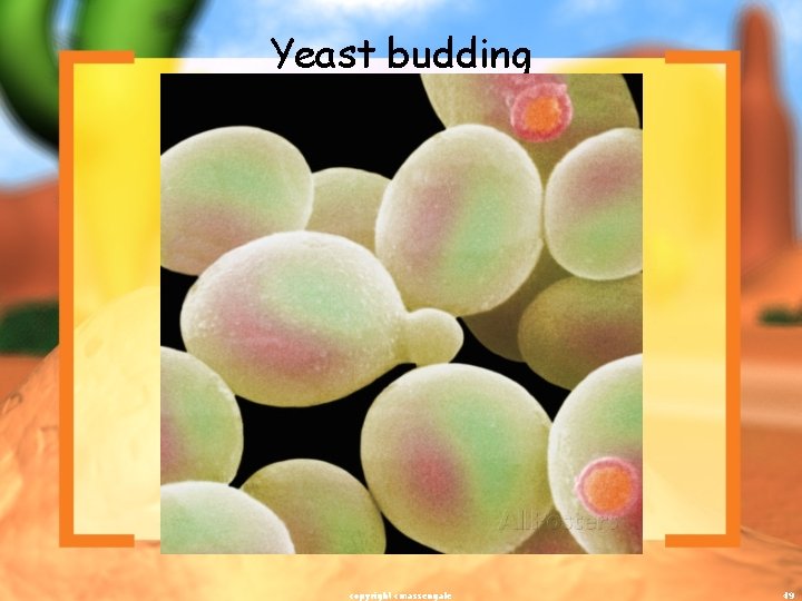 Yeast budding copyright cmassengale 49 