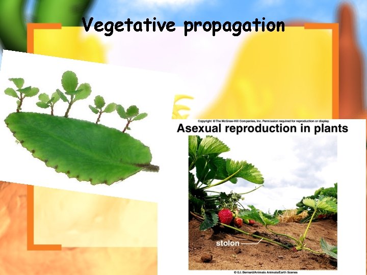 Vegetative propagation copyright cmassengale 50 