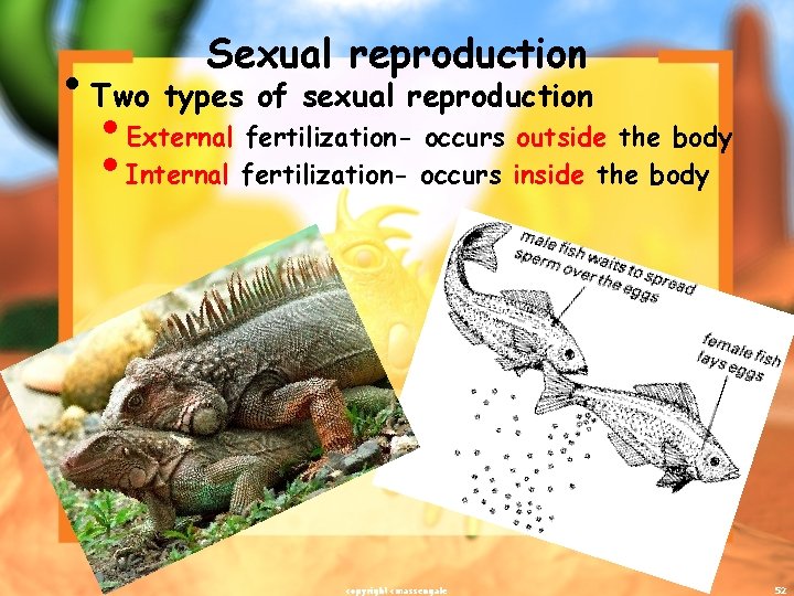 Sexual reproduction • Two types of sexual reproduction • External fertilization- occurs outside the