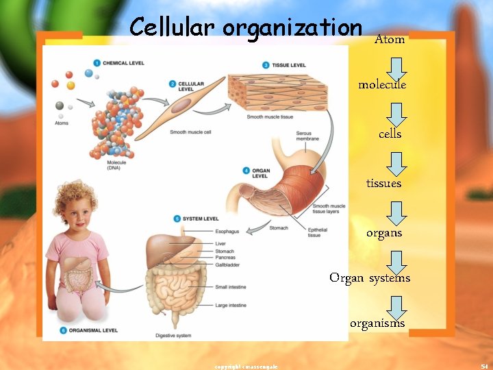 Cellular organization Atom molecule cells tissues organs Organ systems organisms copyright cmassengale 54 