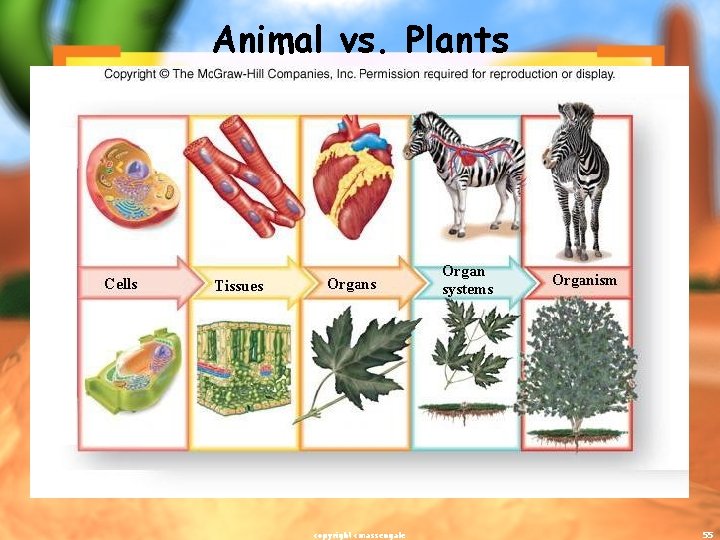 Animal vs. Plants copyright cmassengale 55 