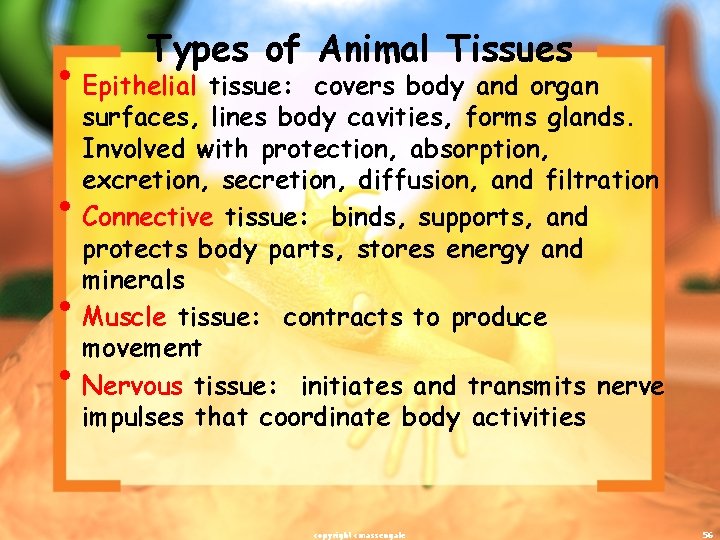 Types of Animal Tissues • Epithelial tissue: • • • covers body and organ