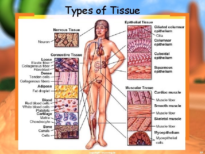 Types of Tissue copyright cmassengale 57 