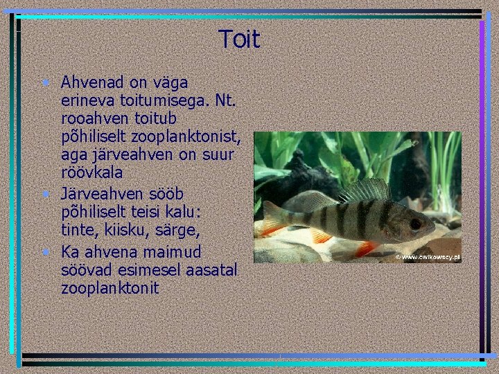 Toit • Ahvenad on väga erineva toitumisega. Nt. rooahven toitub põhiliselt zooplanktonist, aga järveahven