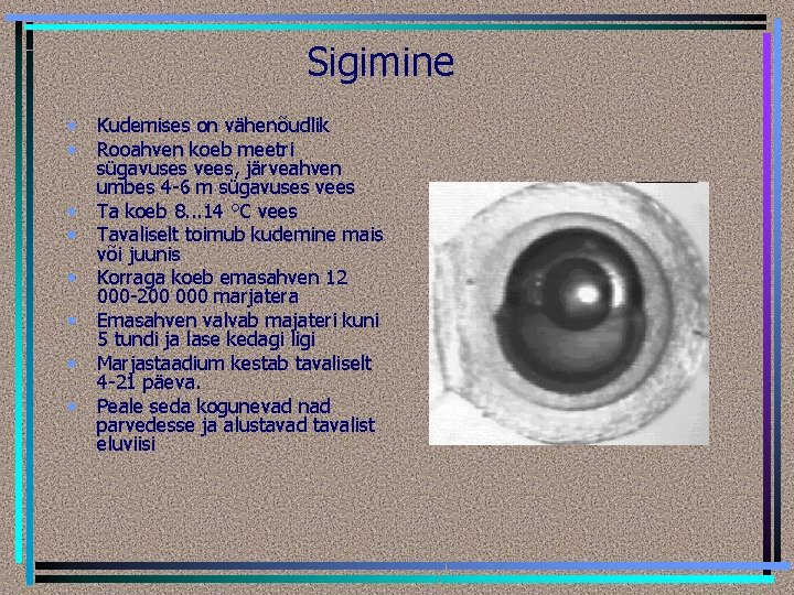 Sigimine • • Kudemises on vähenõudlik Rooahven koeb meetri sügavuses vees, järveahven umbes 4