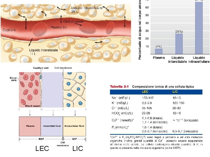 LEC LIC 