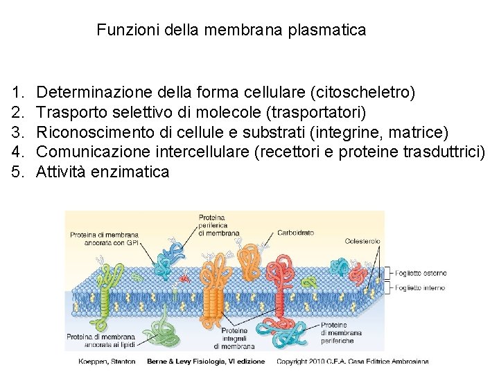 Funzioni della membrana plasmatica 1. 2. 3. 4. 5. Determinazione della forma cellulare (citoscheletro)