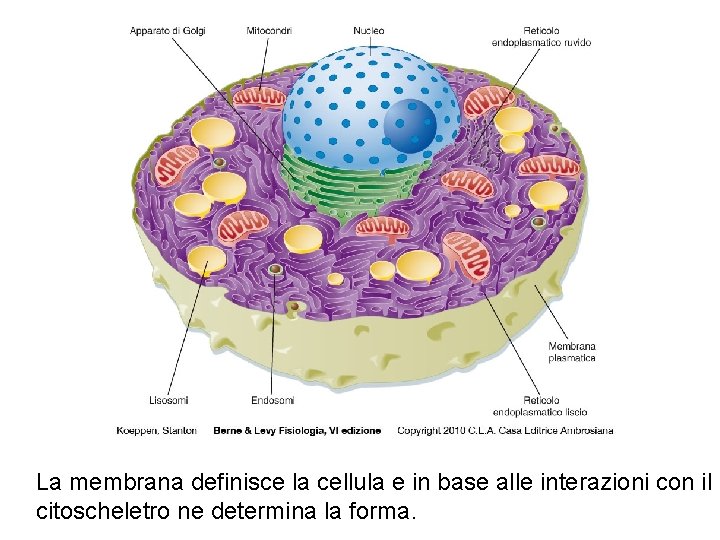 La membrana definisce la cellula e in base alle interazioni con il citoscheletro ne