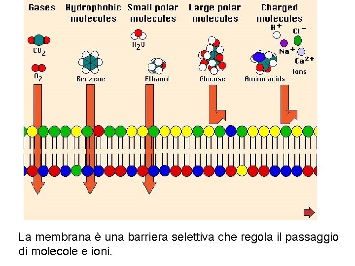 La membrana è una barriera selettiva che regola il passaggio di molecole e ioni.