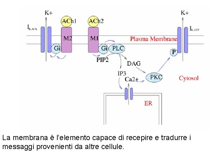 La membrana è l’elemento capace di recepire e tradurre i messaggi provenienti da altre