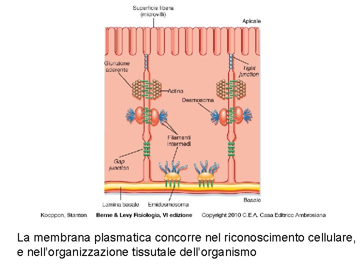 La membrana plasmatica concorre nel riconoscimento cellulare, e nell’organizzazione tissutale dell’organismo 