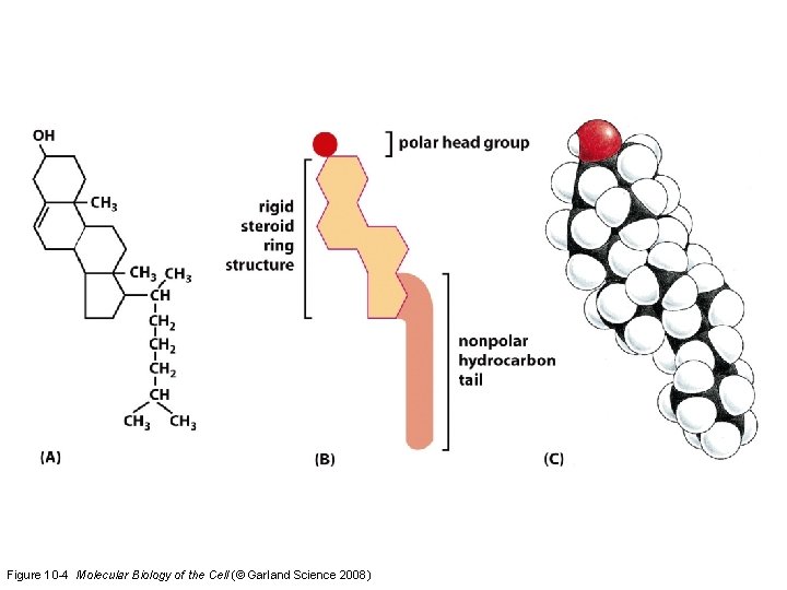 Figure 10 -4 Molecular Biology of the Cell (© Garland Science 2008) 