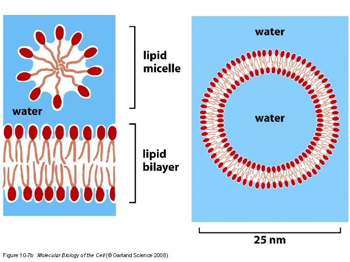Figure 10 -7 b Molecular Biology of the Cell (© Garland Science 2008) 