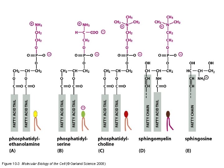 Figure 10 -3 Molecular Biology of the Cell (© Garland Science 2008) 