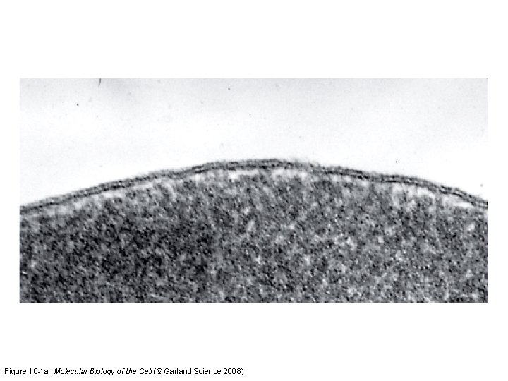 Figure 10 -1 a Molecular Biology of the Cell (© Garland Science 2008) 