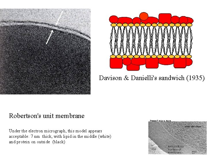 Davison & Danielli's sandwich (1935) Robertson's unit membrane Under the electron micrograph, this model