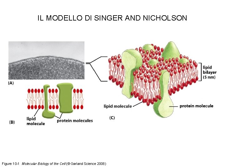IL MODELLO DI SINGER AND NICHOLSON Figure 10 -1 Molecular Biology of the Cell