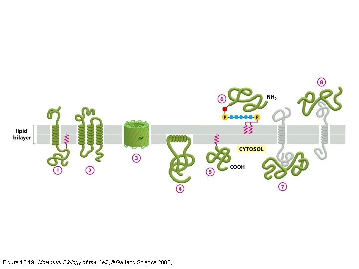 Figure 10 -19 Molecular Biology of the Cell (© Garland Science 2008) 